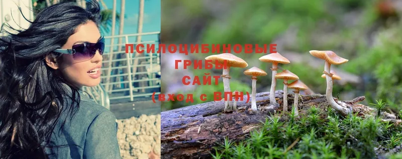 наркотики  Заречный  Псилоцибиновые грибы Psilocybine cubensis 